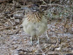 Greater Roadrunner